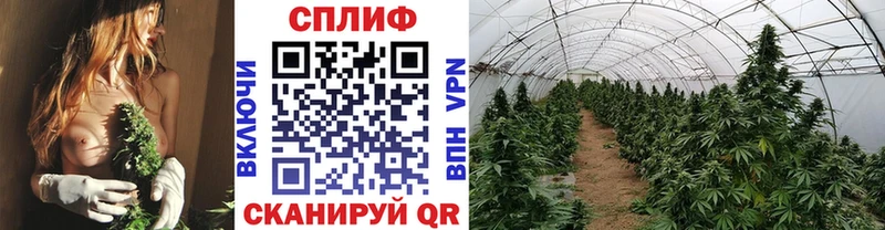 Бошки марихуана конопля  Сольвычегодск 